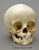 Human 14 to 16-month-old Child Skull
