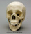 Human Hispanic Female Skull with Down syndrome Replica