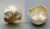 Human Female Partial Skull with Shotgun Pellets Embedded BCM-802
