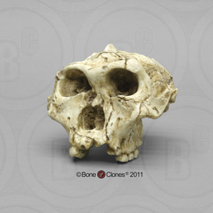 Australopithecus robustus Skull SK-48 BH-003
