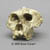 Australopithecus robustus Skull