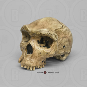 Homo heidelbergensis Skull Broken Hill 1 (Rhodesian Man) BH-004