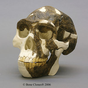 Homo erectus Skull Peking Man BH-005