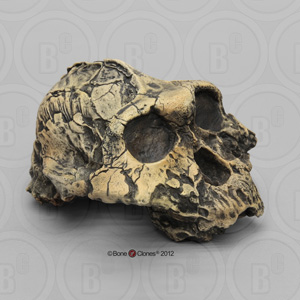 Australopithecus boisei Skull KNM-ER 406 BH-006