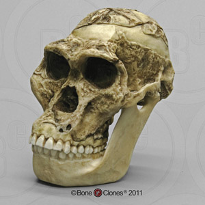 Australopithecus africanus Skull Sts 5 Mrs. Ples with Lower Jaw