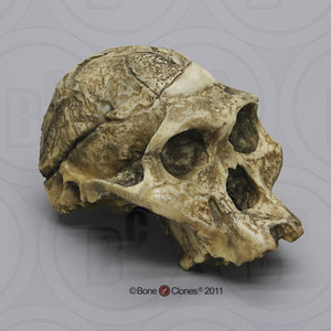 Australopithecus africanus Skull Sts 5 "Mrs. Ples" BH-007