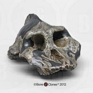 Australopithecus aethiopicus Skull KNM-WT 17000 BH-008