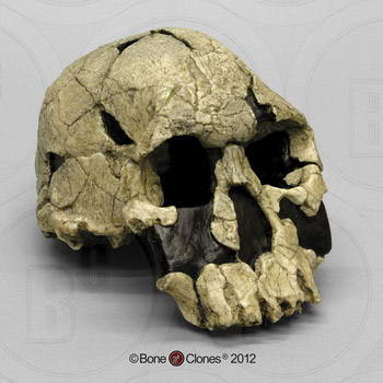 Homo rudolfensis Skull KNM-ER 1470 BH-013