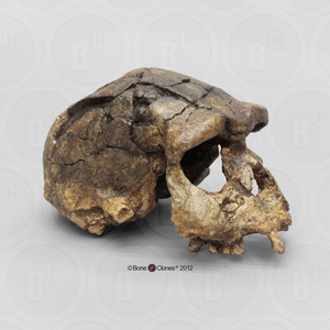 Homo erectus Skull Sangiran 17 BH-018