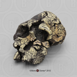 Kenyanthropus platyops Skull KNM-WT-40000 BH-020