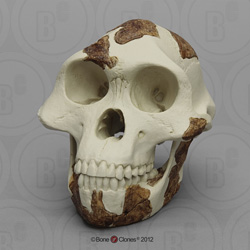 Australopithecus afarensis Skull "Lucy", (light finish) BH-021-A