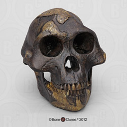 Australopithecus afarensis Skull "Lucy" (dark finish) BH-021-T
