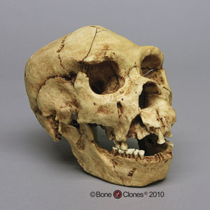Homo heidelbergensis Skull Atapuerca 5 BH-022