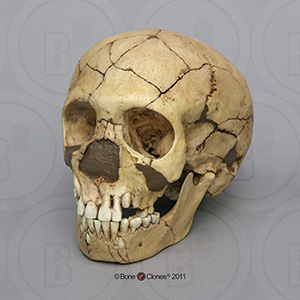 Homo neanderthalensis (Child) Skull Teshik-Tash BH-027