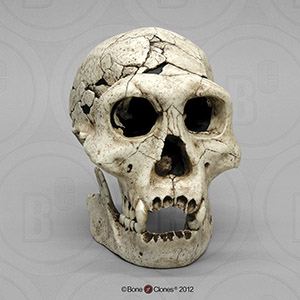 Dmanisi Homo erectus Skull BH-028