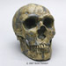 Homo neanderthalensis Skull BH-030
