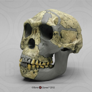Homo habilis KNM-ER 1813 Sawyer/Deak Reconstruction BH-034