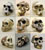 Set of 9 Fossil Hominid Skulls