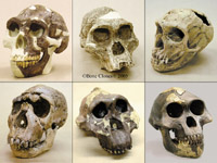 Fossil Hominid Skulls set of 6