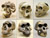 Fossil Hominid Skull Set of 6