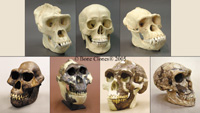 Set of 7 Primate Skulls BH-KRO-3