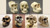 Set of 7 Primate Skulls
