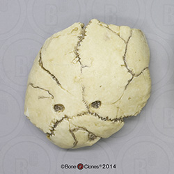A. robustus SK-54 Cranium Section with Punctures BHK-001