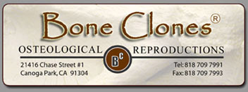 Bone Clones Osteological Reproductions
