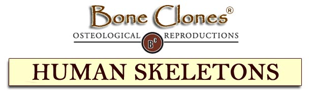 Catalog of Human Skeletons