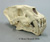 Homotherium cf. crenatidens Skull Replica