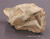 Hoplophoneus occidentalis Skull Replica