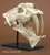 Skulls