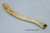 Walrus Bacula (straight)