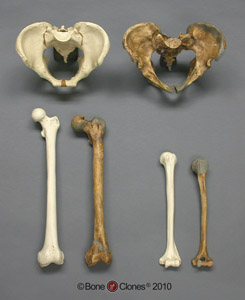 Neanderthal and Modern Homo sapiens Comparative set