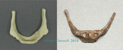 Comparative Set Hyoids Neanderthal and Modern Human