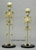 Human Skeletons 5-Year-Old Comparative set COMP-183