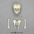Fetal Chimpanzee Set of Skull and Postcranial Bones