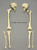 Human Fracture Set