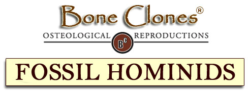 Bone Clones&reg; Catalog of Fossil Hominids