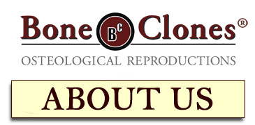 About Bone Clones Inc.