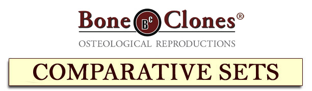 Bone Clones Catalog of Comparative Sets