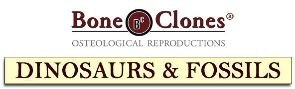 Bone Clones® Dinosaur and Fossil Catalog