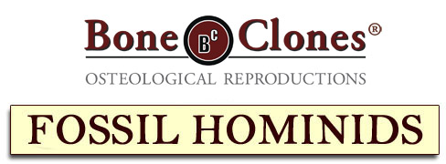 Bone Clones&reg; Catalog of Fossil Hominids