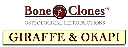 Bone Clones&reg; Catalog of Giraffe and Okapi