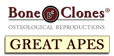 Catalog of Great Apes