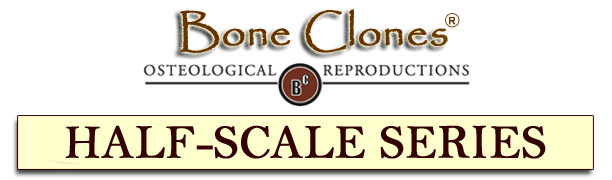 Bone Clones&reg; Catalog of Half-Scale Hominids
