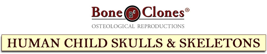 Human Child Skulls and Skeletons