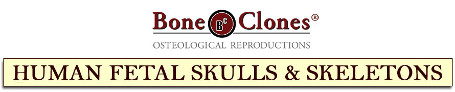 Human Fetal Skulls and Skeletons Catalog