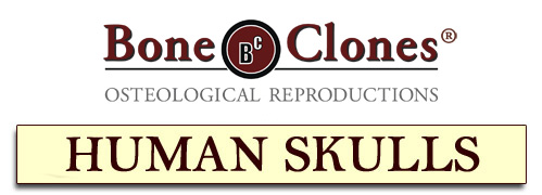 Human Skulls