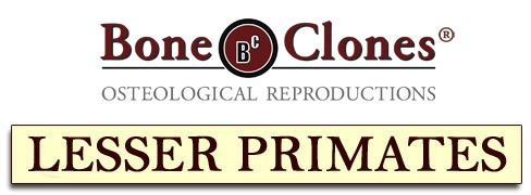 Bone Clones Catalog of Lesser Primates